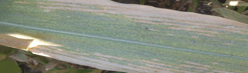Kırmızı Örümcek- Tetranychus spp2.png